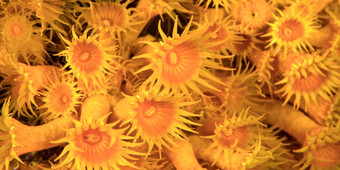 黄色的包馅机海海葵下士应对puntas的区域自然公园西班牙