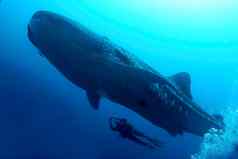 鲸鱼鲨鱼加拉帕戈斯群岛国家公园厄瓜多尔