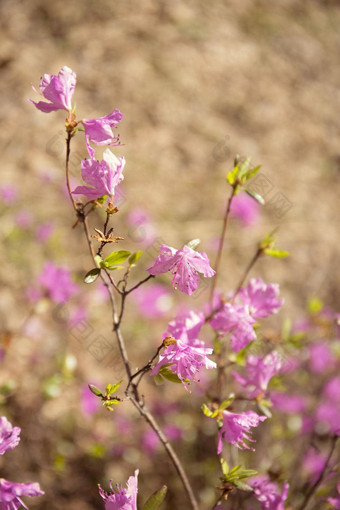 紫色的拉布拉多<strong>茶花</strong>模糊背景粉红色的野生rosmary散焦照片