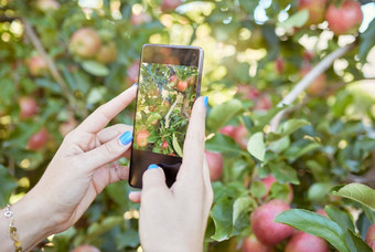 女人分享图片新鲜的水果生产<strong>社会</strong>媒体收获农业远程可持续发展的果园特写镜头未知的苹果农民手机<strong>照片</strong>苹果树农场