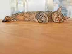 可爱的猫睡觉地板上Copyspace可爱的宠物采取La2休息室灰色猫铺设木表面快乐动物休息和平懒惰的毛茸茸的猫复制空间