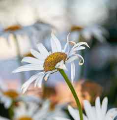 特写镜头白色黛西场花秋天放大日益恶化的花植物后院花园秋天小美丽的优雅的野生玛格丽特花