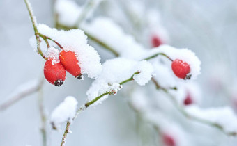 水果覆盖雪挂分支机构冬天冻花叶子雪毯子冷淡的分支机构日益增长的冷天气森林冰冷的露湿的早期早....自然森林