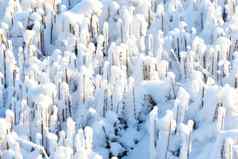 特写镜头白色雪覆盖森林景观冬天一天冷淡的花园地面保存雪树枝森林地板上覆盖厚冰冷的霜细节雪毯子农村土地