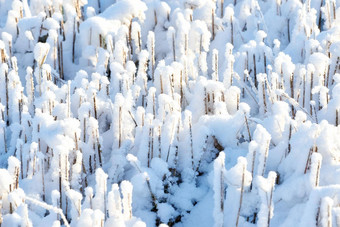 特写镜头白色雪覆盖<strong>森林</strong>景观冬天一天冷淡的<strong>花园</strong>地面保存雪树枝<strong>森林</strong>地板上覆盖厚冰冷的霜细节雪毯子农村土地