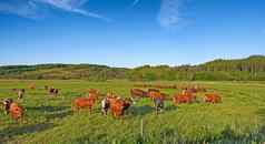 复制空间牛吃草场农村农村蓝色的天空提高繁殖牲畜牛牧场牛肉乳制品行业景观动物自然