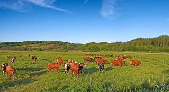 复制空间牛吃草场农村农村蓝色的天空提高繁殖牲畜牛牧场牛肉乳制<strong>品行</strong>业景观动物自然