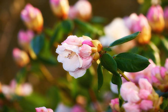 杜鹃<strong>盛开</strong>的花园<strong>盛开</strong>的粉红色的杜鹃花阳光明媚的春天一天完整的和平香味