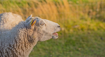 配置文件羊草地日落郁郁葱葱的农田剃庆兴羊毛的羊吃草场野生牲畜rebild国家公园丹麦免费的范围有机羊肉