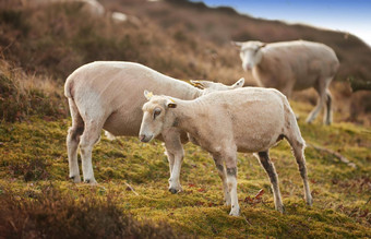 群羊草地郁郁葱葱的农田剃剪羊毛的羊吃草场野生牲畜放牧rebild国家公园丹麦免费的范围有机羊肉羊肉