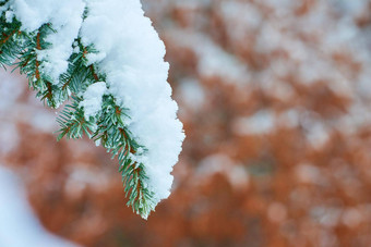 特写镜头白色雪冷杉树分支冬天一天孤立的散景背景复制空间宏冷淡的云杉雪松分支机构雪天气降雪森林绿色森林