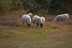 羊放牧希瑟草地日落rebild国家公园丹麦群长毛羊羔走吃草盛开的场田园土地农场免费的范围羊肉