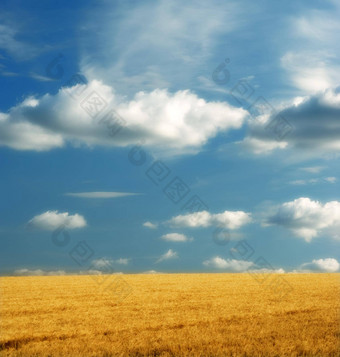 黄色的玉米田蓝色的天空云和平自然场景充满活力的明亮的颜色小麦日益增长的农村有机农场可持续发展的农业农业收获季节