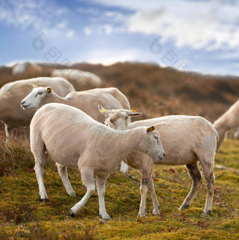 群羊草地郁郁葱葱的农场土地剃庆兴羊毛的羊吃草场野生牲畜放牧rebild国家公园丹麦免费的范围有机羊肉