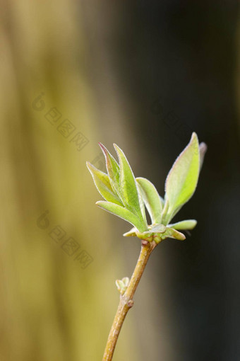 特写镜头常见的淡紫色灌木Copyspace变焦初露头角的叶子分支花朵香花朵晚些时候春天细节植物自然味道蜂蜜食物