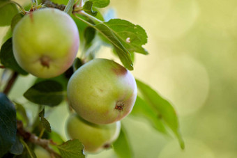 复制空间特写镜头生绿色苹果树<strong>果园</strong>阳光明媚的一天新<strong>鲜</strong>的有机种植苹果分支叶子可持续发展的水果农场成熟的准备好了收获
