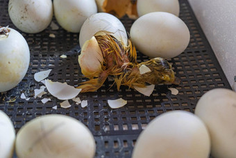 关闭裂纹蛋鸭出生过程孵化鹅鸡蛋孵化器