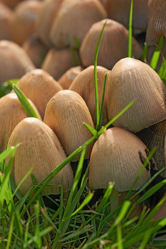 常见的墨水帽蘑菇日益增长的绿色草在户外草坪上当地的公园集群物种真菌传播牧场水果的身体出现草坪上夏天春天