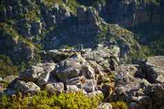 大岩石山很多绿色植物特写镜头岩石狮子头山夏天角小镇南非洲大石头绿色灌木灌木徒步旅行试验