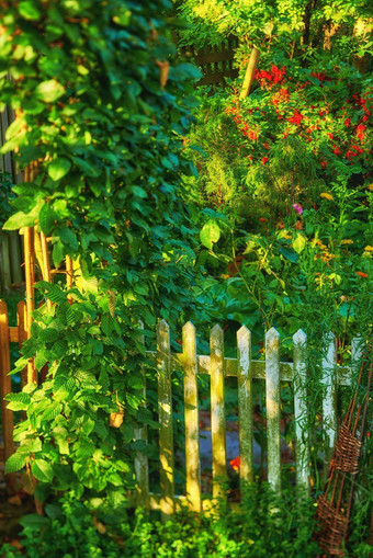 花园栅栏覆盖很多绿色叶子花混合植物哨栅栏包围红色的黄色的花灌木美丽的后院