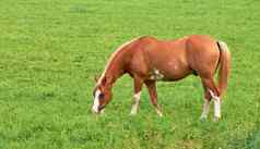 棕色（的）马吃草场农村Copyspace种马小马放牧郁郁葱葱的绿色牧场草地阳光明媚的一天繁殖牲畜马动物牧场农场