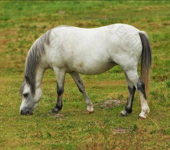 美丽的白色马吃草漫游郁郁葱葱的场农村动物站绿色农场景观阳光明媚的一天马长灰色鬃毛放牧春天草地