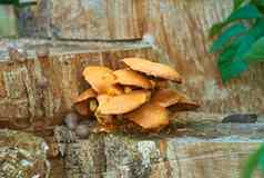 美丽的集团蘑菇森林大集团明亮的橙色wood-inhabiting野生蘑菇旱蕨属康帕内拉日益增长的松木西伯利亚森林蘑菇日志