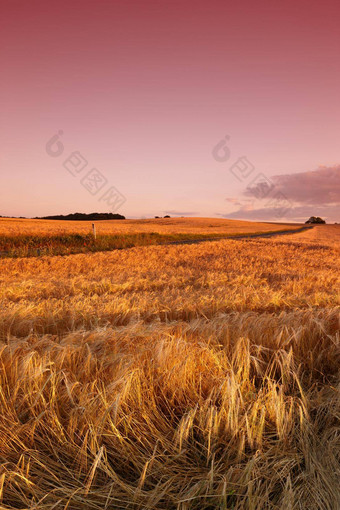 玉米田日落天空背景Copyspace有机农村农田成熟的小麦大麦Copyspace黑麦日益增长的农村场可持续发展的农业农业