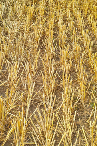 特写镜头小麦日益增长的农场阳光明媚的一天在户外景观金茎成熟黑麦麦片粮食培养玉米田磨碎的面粉农村农村