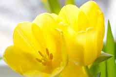花束黄色的郁金香花朵花瓶