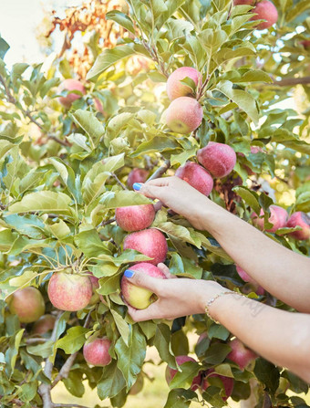 特写镜头女人达到选择新鲜的红色的苹果树可持续发展的果园农田阳光明媚的一天手农民收获多汁的有营养的有机水果季节吃