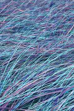 特写镜头紫外线草草坪上背景复制空间纹理细节叶片长蓝色的植物增长隐蔽的私人首页花园后院霓虹灯紫色的色彩鲜艳的