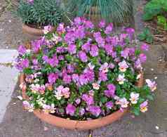 前视图三色紫罗兰日益增长的花瓶后院花园夏天紫色的植物盛开的郁郁葱葱的绿色环境春天美丽的紫罗兰色的开花植物初露头角的院子里