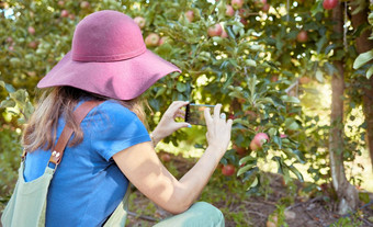 农民旅游捕捉图片水果收获女人采取照片电话社会媒体新鲜的成熟的苹果日益增长的树可持续发展的果园回来