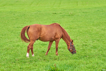 小棕色（的）马吃绿色草场在户外Copyspace阳光明媚的一天可爱的栗小马漫游自由牧场农村农村生仔提高了赛马