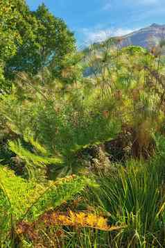 视图茴香植物山背景森林各种植物树特写镜头视图图像集团小高长树明亮的阳光明媚的一天