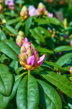 杜鹃花园系列照片杜鹃花园