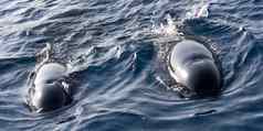 长鳍飞行员鲸鱼海峡自然公园西班牙