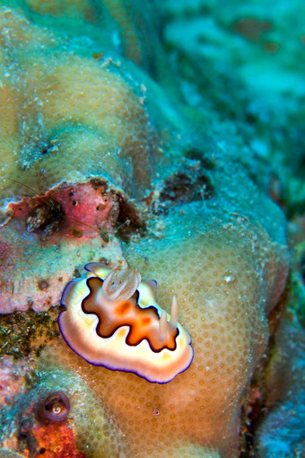 海鼻涕虫布纳肯国家海洋公园印尼