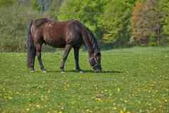 美丽的野生棕色（的）马吃草草地农村马种马放牧开放场春天绿色牧场动物享受草场牧场动物农场