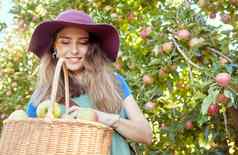微笑苹果农民收获新鲜的水果农场快乐年轻的女人篮子选择收获成熟的苹果可持续发展的果园包围绿色植物