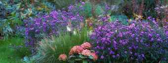 景观Aster花日益增长的植物花园夏天开花植物盛开的自然环境春天漂亮的紫色的花朵开花自然储备公园