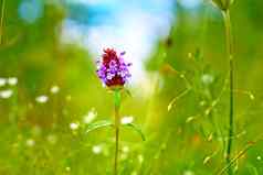 孤独的淡紫色粉红色的花绿色植物蓝色的天空