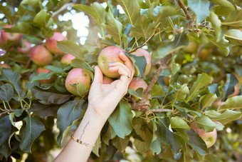 手农民收获<strong>多汁</strong>的有<strong>营养</strong>的有机水果季节吃特写镜头女人达到选择新鲜的红色的苹果树可持续发展的果园农田阳光明媚的一天
