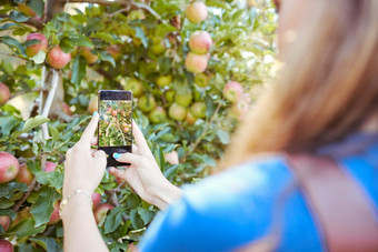 特写镜头设备屏幕放大苹果日益增长的水果树女农民采取图片成熟的粉红色的苹果水果果园智能手机新鲜的水果生产日益增长的场农田