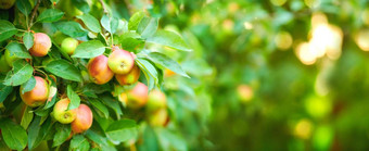 特写镜头苹果日益增长的树可持续发展的果园阳光明媚的一天在户外多汁的有营养的新鲜的有机水果日益增长的风景优美的绿色景观成熟的生产准备好了收获