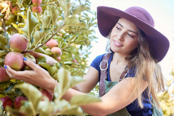 年轻的女人挑选苹果树快乐女农民收获抓住水果果园树收获季节农场农民苹果日益增长的农田