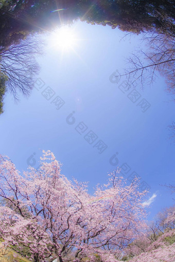 支樱桃<strong>花朵</strong>太阳天空天空