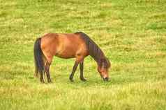棕色（的）马吃草草地农村种马小马放牧开放场春天绿色牧场栗牲畜享受在户外牧场动物农场