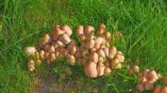 棕色（的）变形墨水帽蘑菇分散草群豆芽包围大布什草坪上场后院阳光明媚的一天野生蘑菇日益增长的场